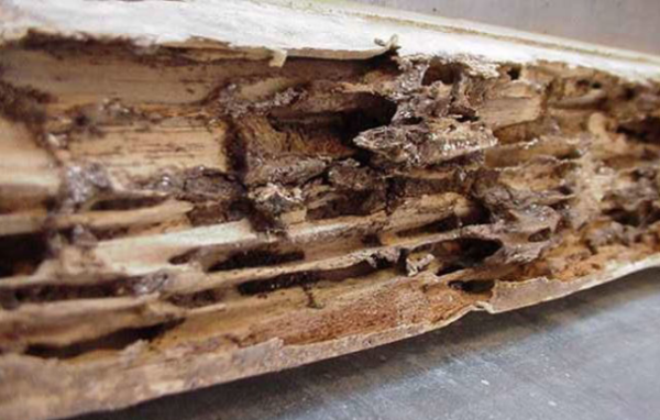 Les termites sont de redoutables insectes xylophage - doc. CTB-A+