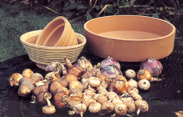 De belles poteries en terre cuite, des bulbes printaniers sains et divers : voilà de quoi faire de belles potées fleuries – doc. Coll. C.P.