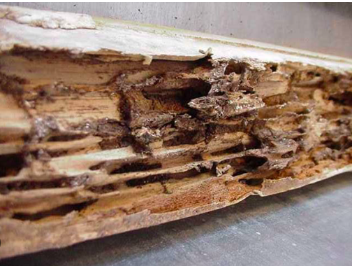 Les termites peuvent engendrer la quasi destruction du bois - doc. CTBA