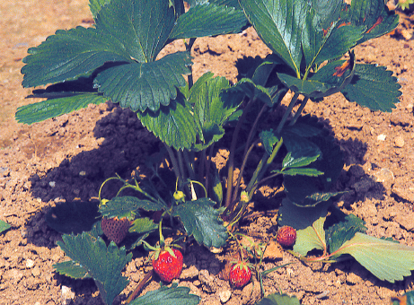 La culture des fraisiers est facle mais elle demande des soins attentifs et régulier - cl. C.P.