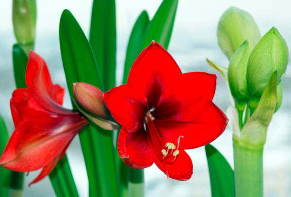 l'amaryllis d'intérieur ou hyppeastrum développe de magnifique fleurs sur une hampe d'un cinquantaine de centimètres - doc. Jardiland