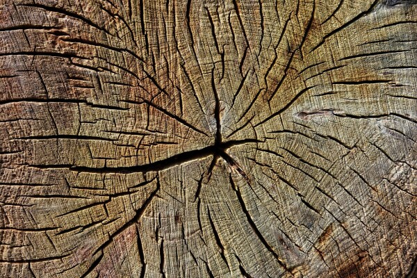 Un bois fendu (on parle de gerces) est impropre à la menuiserie - doc. Pixabay