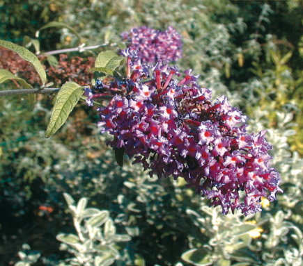 Le Buddleia a la réputation d'attirer les papillons - cl. Coll. C. P.