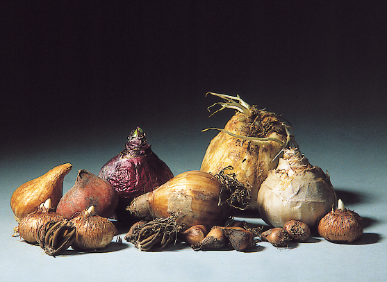 C'est en novembre qu'il faut mettre en terre les bulbes à floraison printanière - coll. C.P.