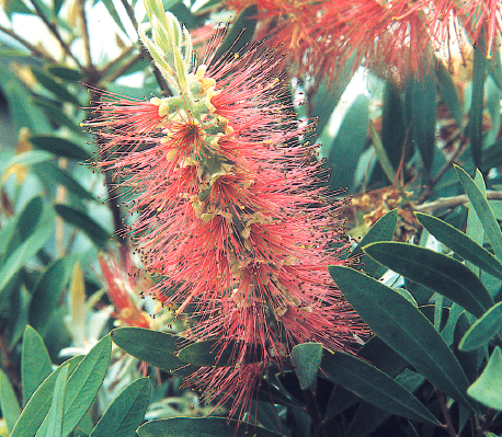 Le callistémon est un arbuste à la floraison insolite en épis touffus - doc. coll.C.P.