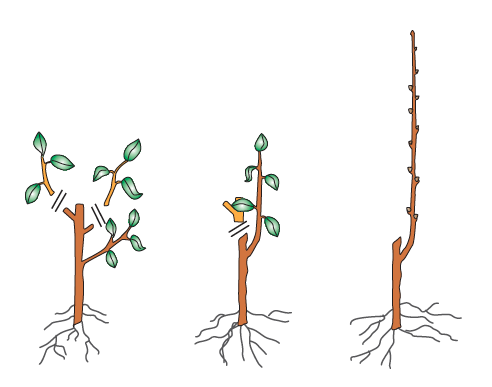 Des tailles successives permettent d'obtenir un axe à partir duquel on pourra travailler différentes formes - dessin coll. C.P.