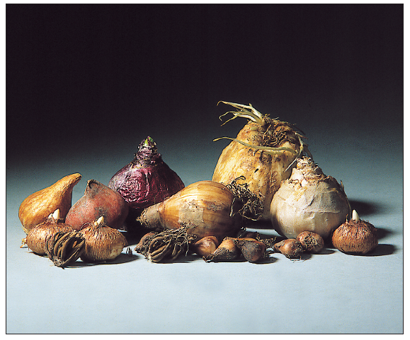 Les bulbes ont des tailles et des formes variées qui influent sur leur mode de plantation - doc. Coll. C.P.