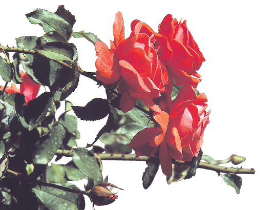 Les roses sont certainement les fleurs les plus prisées de nos jardins - doc. Coll. CP