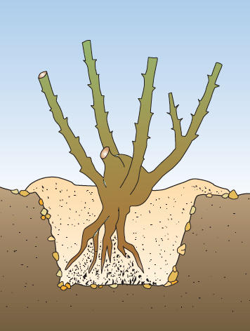 La plantation d'un rosier à racines nues a de meilleures chances de se développer rapidement - doc. Coll. C.P.