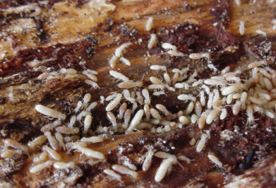 La ouate de cellulose est protégée contre les termites par du sel de bore - doc. maisons-bois.com
