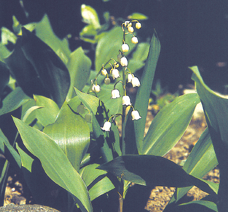 Le muguet est la fleur emblématique de la Fête du Travail. - doc. Coll. C.P.