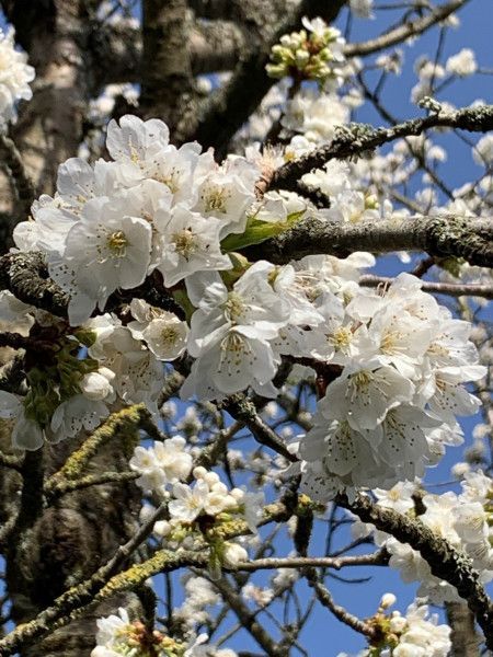 Les fleurs du cerisier sont un régal pour les yeux. La récolte peut être sacrifiée par le gel en cas de floraison trop précoce - cl. C.P.