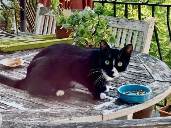 Un chat visiteur doit être traité avec douceur - cl. C.P.