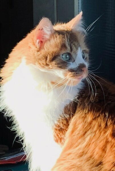 Les chats peuvent-ils être laissés en liberté dans la nature...? - cl. C.P.