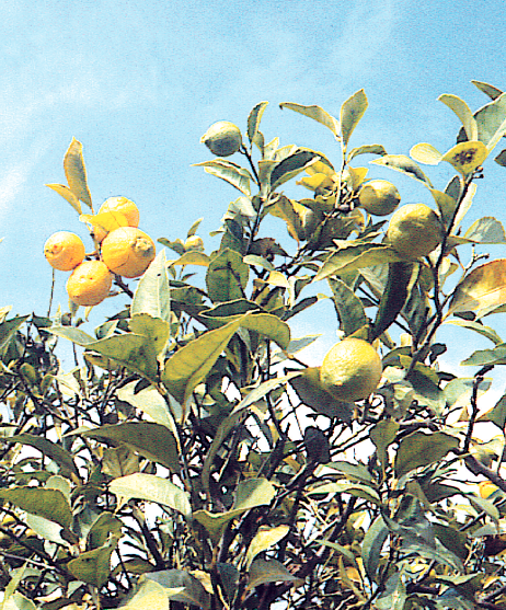 Le citronnier n'est cultivable en pleine terre, avec de bonnes chances de fructification, que sur la frange méditerranéenne orientale (région de Menton) et bien sûr dans certains territoires ultramarins - cl. C.P.