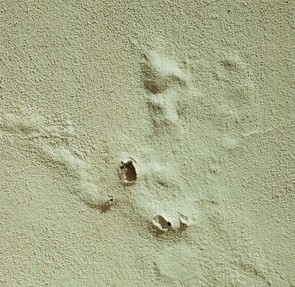 Les cloques en peinture résulte souvent d'un manque de préparation du support - doc. Tollens