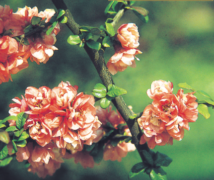 Le cognassier du Japon apporte au jardin une belle floraison pendant une bonne partie du printemps. Cl. Coll. C.P.