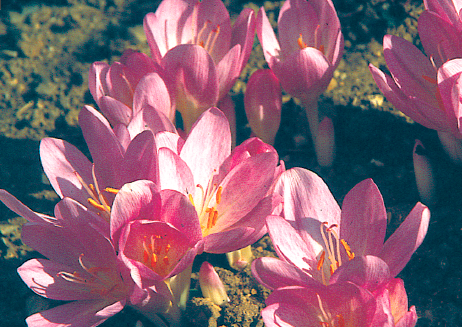 Les crocus sont parmi les fleurs les plus précoces au jardin, mais certains fleurissent en automne - cl. collections C.P.