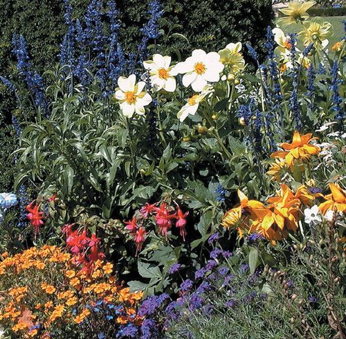 Annuelles, bisannuelles, vivaces et bulbeuses cohabitent au jardin de fleurs - doc. Coll. C.P.