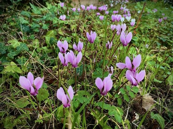 Le cyclamen de Naples annonce les premiers jours de l'automne - cl. C.P.