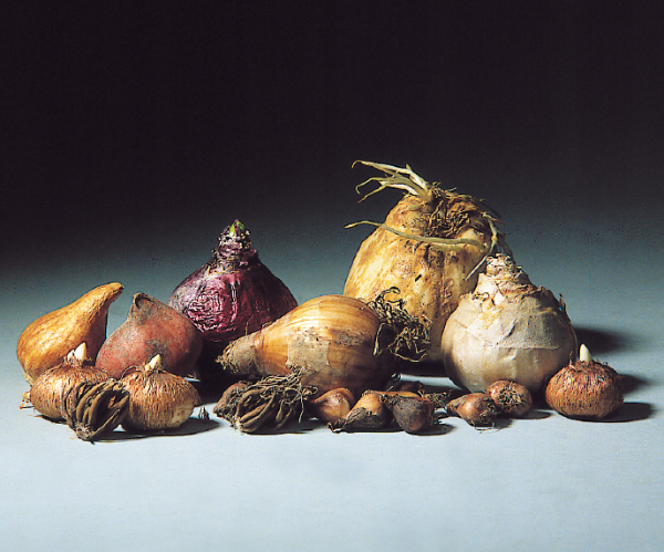 Les bulbes de printemps peuvent encore être forcés pour une floraison de fin de printemps - cl. coll. C.P.