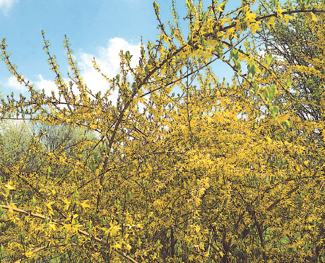 Le forsythia ouvre la saison des arbustes à floraison printanière - doc coll. C.P.