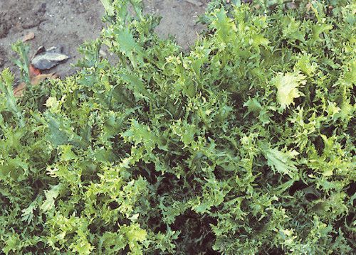 C'est en septembre que l'on peut commencer à semer les différentes chicorée (ici de la frisée) - coll. C.P.