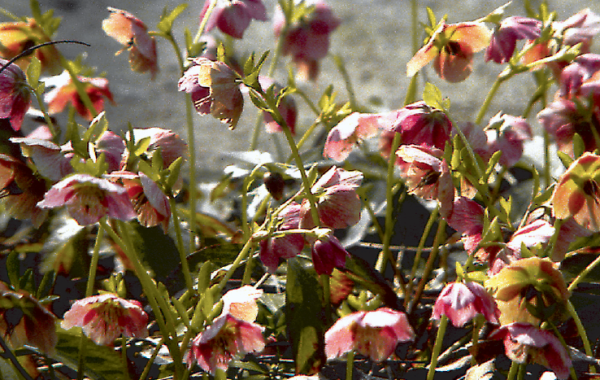 L'hellébore n'a de rose que le nom, mais c'est une élégante qui peut fleurir en hiver - doc. Col. C.P.