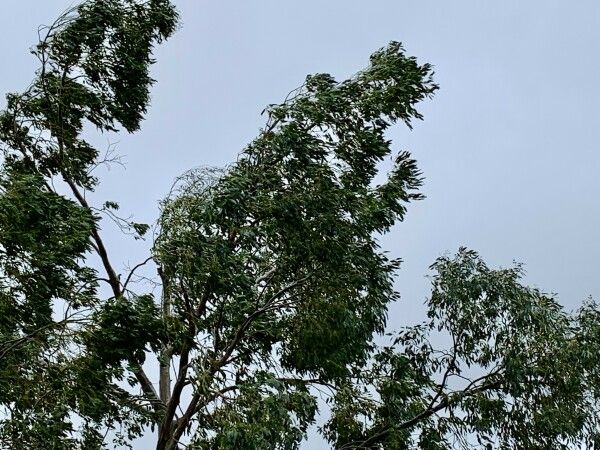 La chute de branches ou d'arbres entiers constitue l'un des grands dangers pendant les tempêtes - cl. C.P.