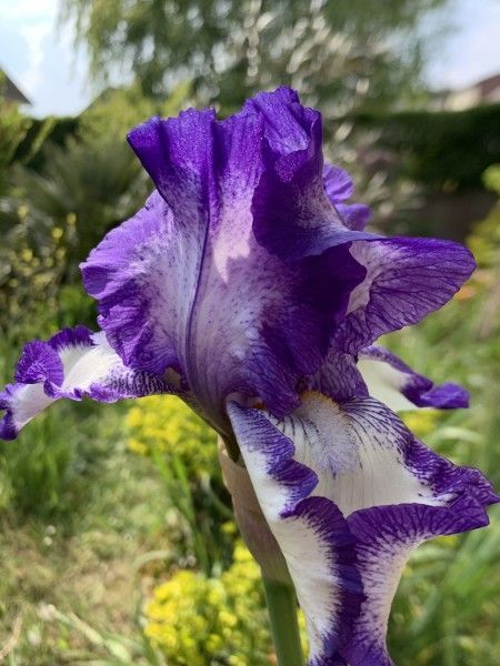 L'iris des jardin, majoritairement bleu, existe en de nombreux coloris, souvent panachés - cl. Coll. C.P.