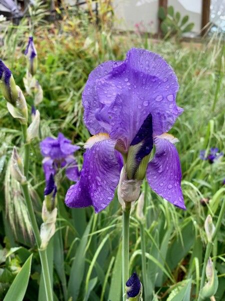 L'iris, fleur élégante, est très facile à cultiver - cl. C.P