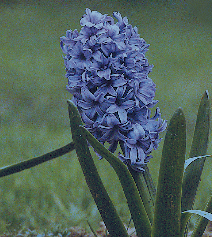 La jacinthe très parfumée trouve sa place à l'intérieur comme à l'extérieur - cl. coll. C.P