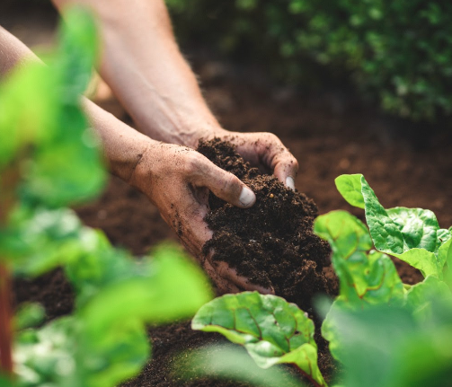 Un certain nombre de précieux conseils pour accompagner son jardin l'été - doc Stiga