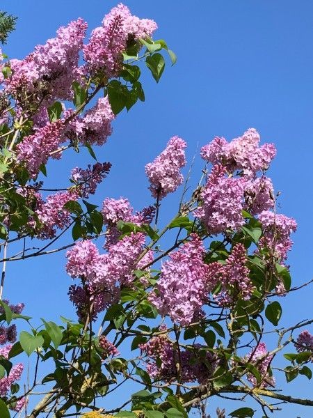 Le mauve est la couleur caractéristique du lilas, mais on en trouve aussi indigo et blanc - cl. C.P.