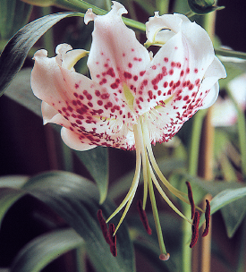 Le Lis, bulbeuse à la floraison majestueuse - cl.coll. C.P