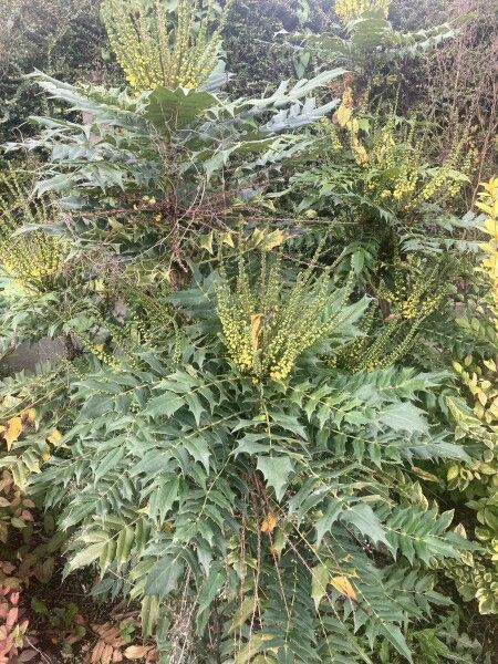 Le mahonia est l'un des rares arbustes décoratifs qui fleurissent en hiver  - cl. A.P.