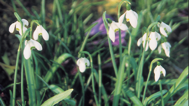 Le perce-neige est la fleur la plus précoce au jardin - doc. Coll. C.P.