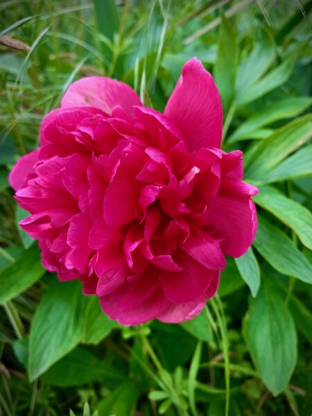 Magnifiquement épanouie, une pivoine à la couleur caractéristique - cl. C.P.