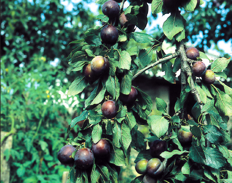 Il existe de nombreuses variétés de prunes parmi lesquelles la quetsche - coll. C.P.