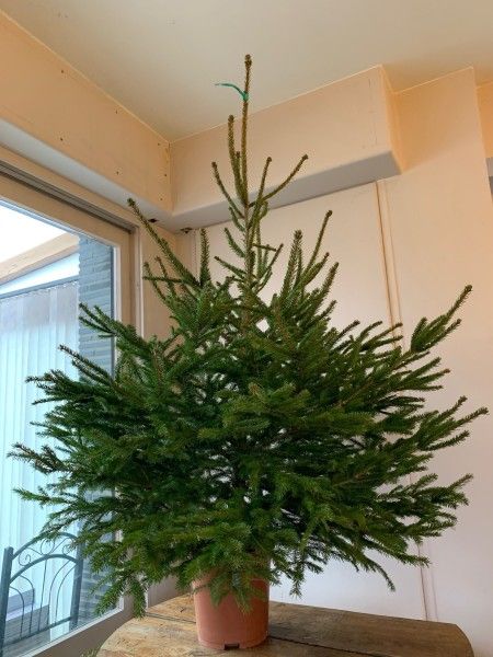 L'épicéa est un sapin qui tolère bien d'être replanté s'il a été cultivé en container ou si, cultivé en pleine terre, on lui a conservé sa motte à l'arrachage - cl. C.P.