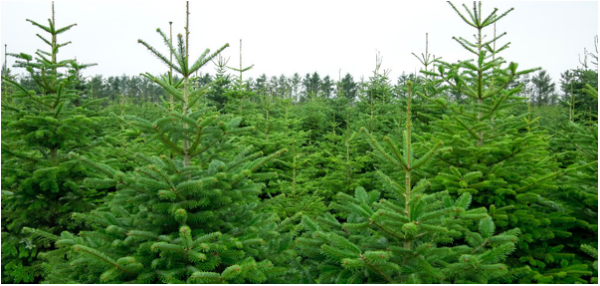 Les sapins de Noël proviennent tous de plantations et leur coupe ne nuit pas à l'environnement - doc. Valhor