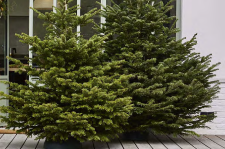 Issus de culture, les sapins de Noël naturelles demeurent la meilleure des décorations pour les fêtes - doc. Truffaut