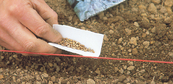 On peut semer en mars la plupart des légumes, dont les pois (ci-dessus) - cl. C.P.