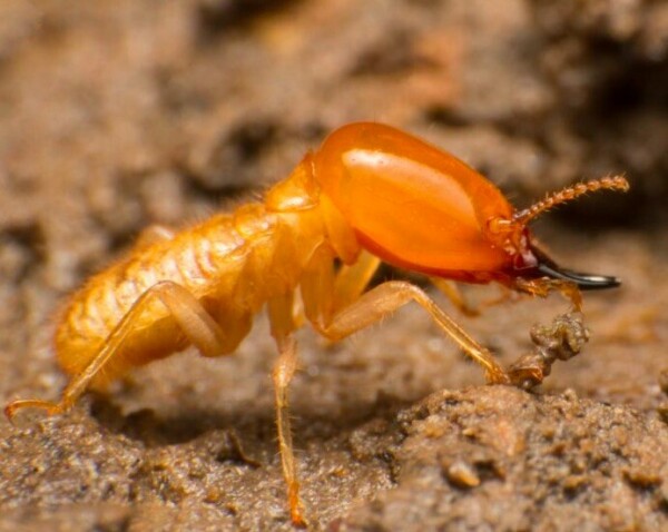 Le termite : redoutable mangeur de bois - doc FCBA/Shutterstock