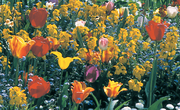 Les tulipes s'associe très bien à d'autres fleurs de printemps - doc. Coll. C.P.