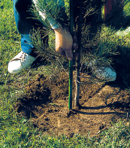 Le tuteurage est presque toujours nécessaire après plantation d'un jeune plant - cl. C.P.